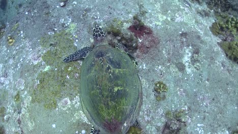 tortuga carey en el pináculo de hin wong koh tao-3