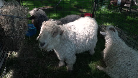 ovejas blancas con lana en un zoológico de mascotas imágenes en cámara lenta