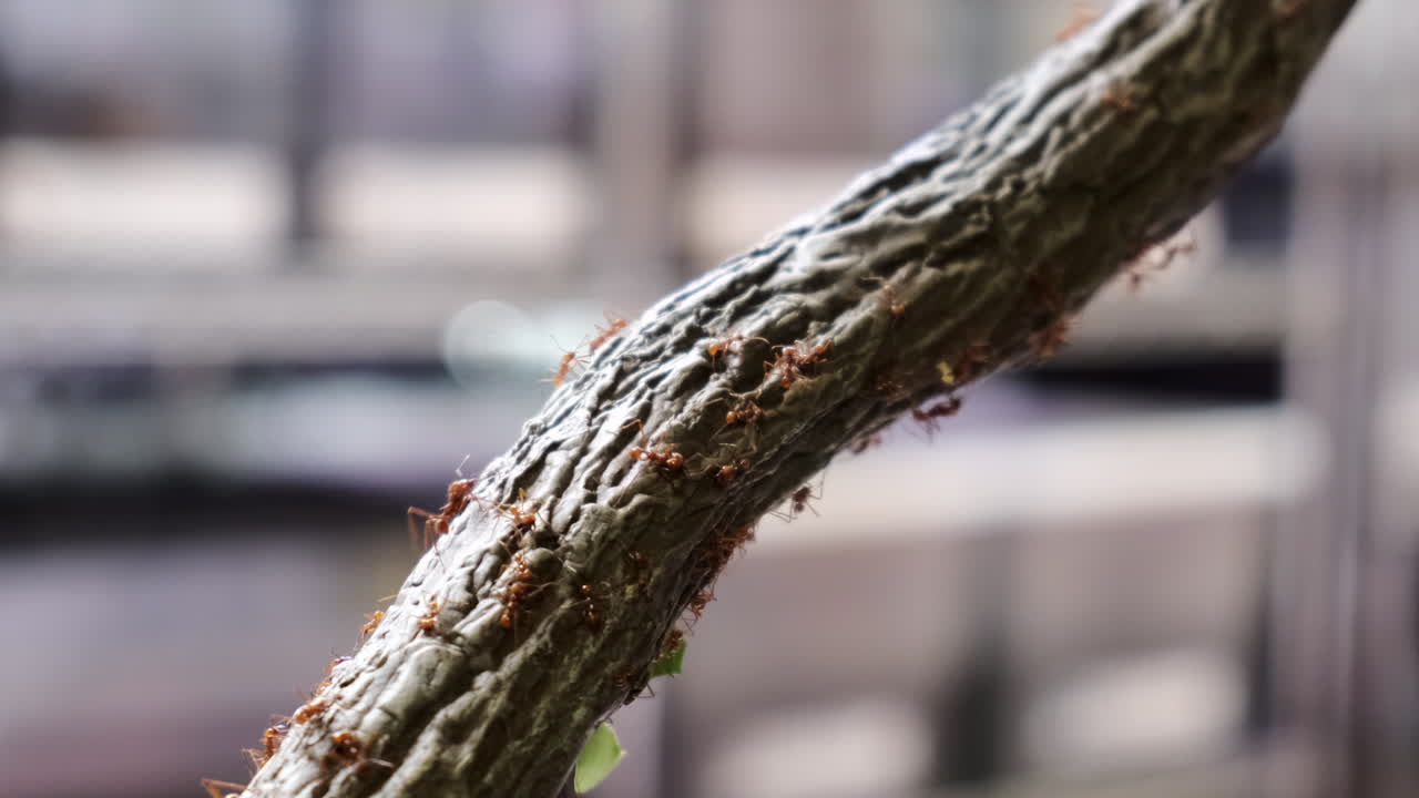 hormigas cortadoras de hojas que viven en un árbol, subiendo y bajando simultáneamente