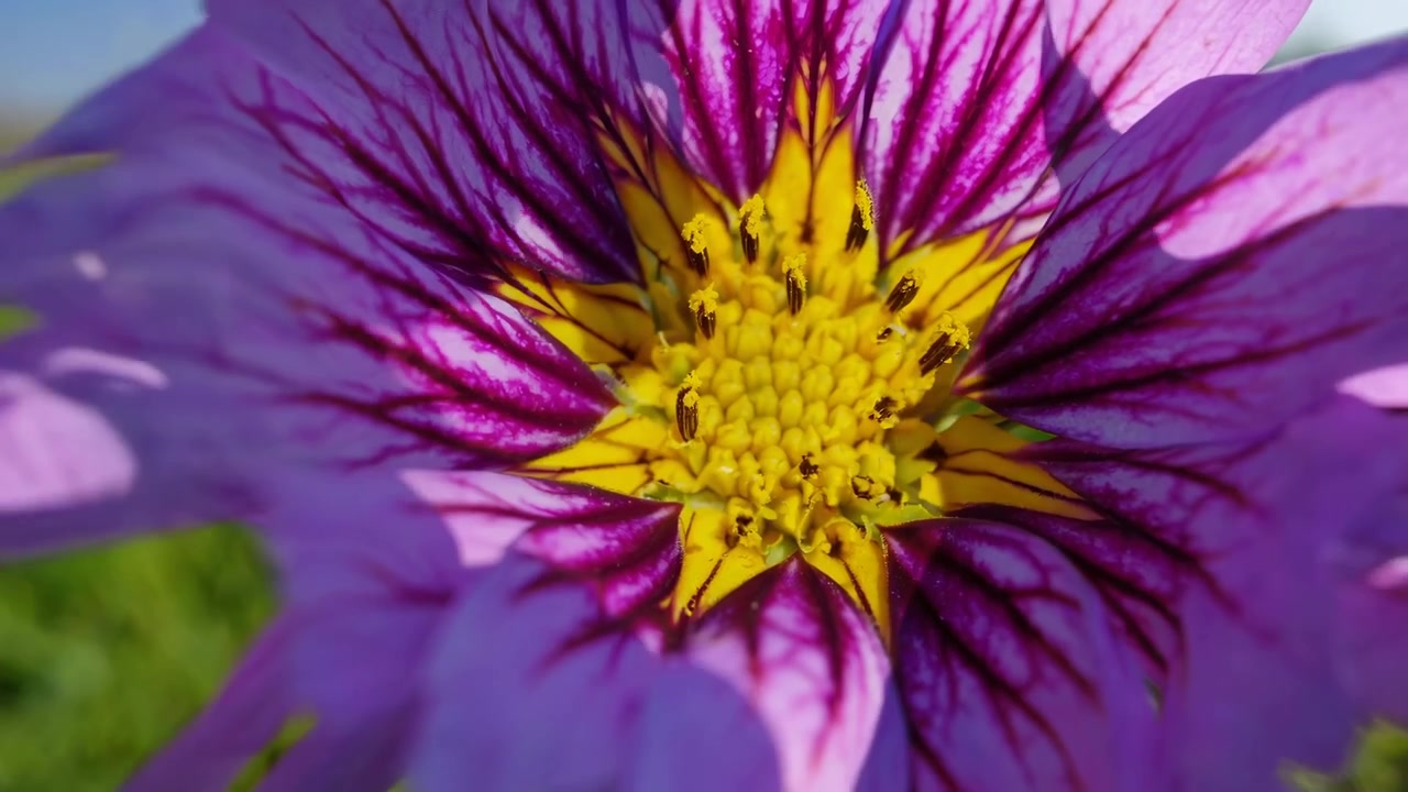 Primo piano ravvicinato di un vivace fiore selvatico viola in un prato soleggiato