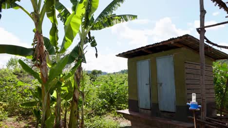 árboles de plátano y inodoro al aire libre en un pueblo rural