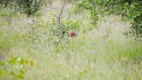 Flock-of-southern-ground-hornbill-birds-grazing-in-grassy-undergrowth