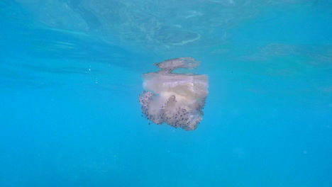 jellyfish float on the surface of the clear sea water