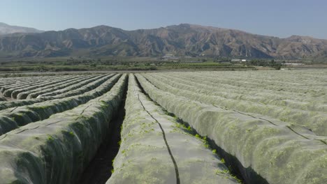 Aerial-pan-of-orange-orchard-trees-wrapped-in-protective-netting-to-safeguard-fruit-on-a-summer-day