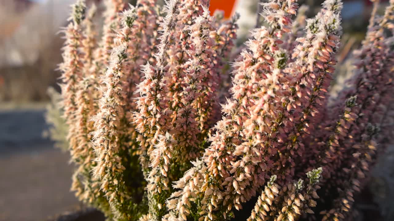 Closeup gliding around budded heather flower bush covered in morning frost. Frosted ornamental garden plant, frosty icy crystals texture in the sunny light. Garden background in shallow depth of field