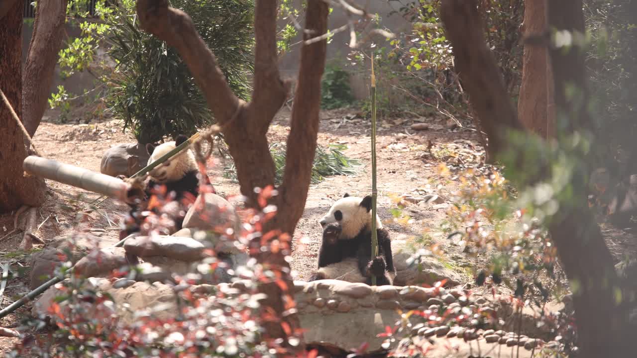 dos pandas gigantes disfrutando del bambú en el centro de investigación de pandas de chengdu en china, rodeados de árboles y hábitat natural
