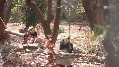 Two-giant-pandas-enjoying-bamboo-at-the-Chengdu-panda-research-center-in-China,-surrounded-by-trees-and-natural-habitat