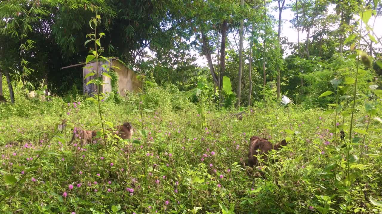 오래된 폐허가 된 건물에서 풀을 먹는 염소