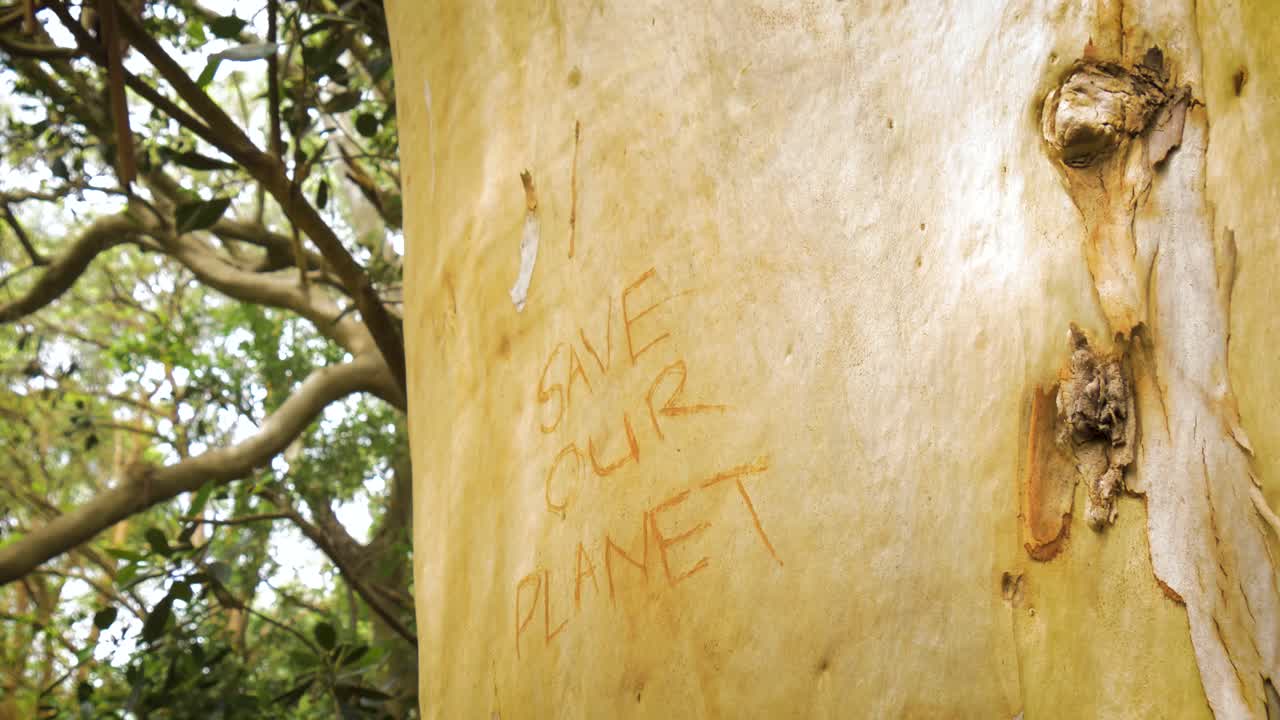 4K low angle shot of an anti-deforestation protest sign carved into a rain forest tree. We see "save our planet" etched into the bark. Contains trees, jungle, bark, leaves, 4k, protest sign, green