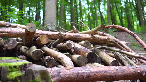 toma panorámica con ramas de árboles cortadas en pedazos y puestas en un montón
