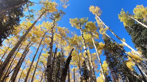 Riesige-Espenbäume,-Die-Mit-Goldenem-Herbstlaub-Bedeckt-Sind