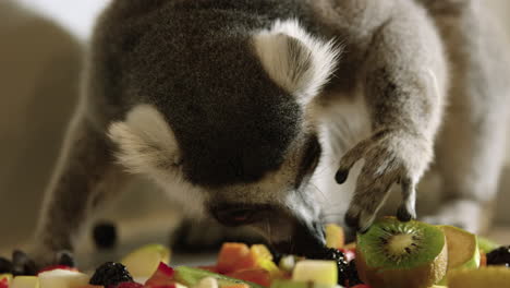 lemur explorando trozos de fruta - primer plano en la cara