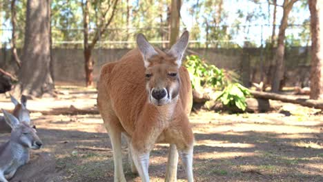 a red kangaroo, macropus rufus slowly standing up and staring at the camera, close up shot of australian native wildlife species