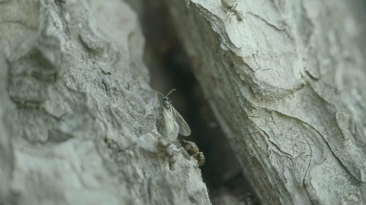 муравьи на коре деревьев