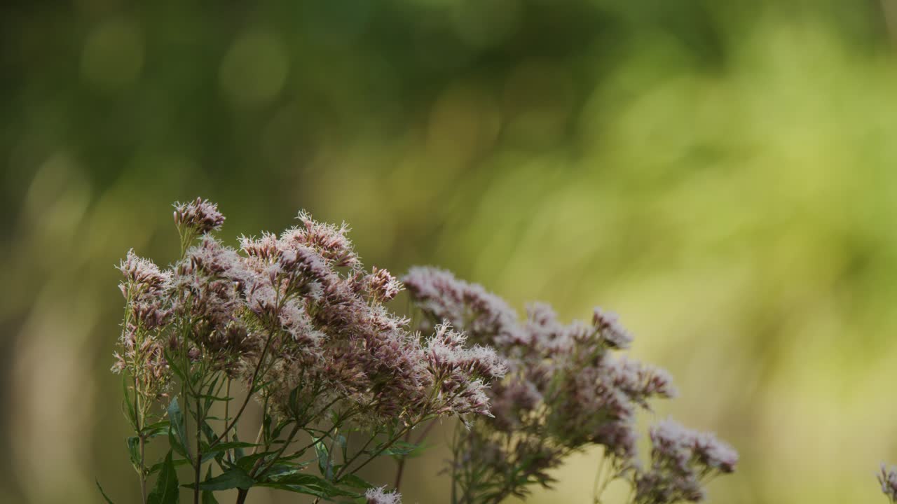 Delicati fiori selvatici si muovono in una leggera brezza contro uno sfondo verde sfocato. Luce diurna naturale, profondità di campo ridotta e telecamera statica creano un'atmosfera tranquilla.