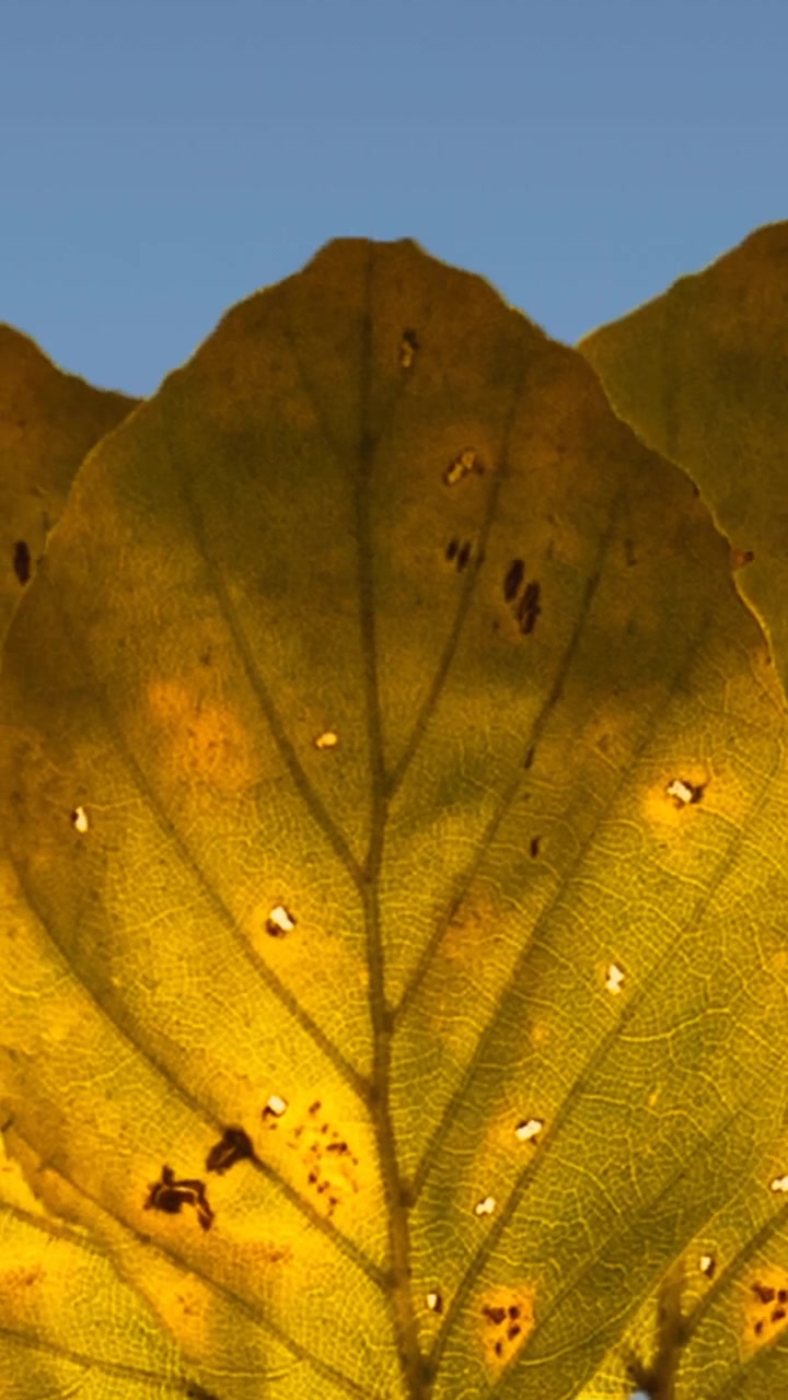 Animation of yellow autumn leaves on blue background