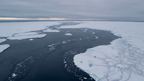 polar bears on arctic sea ice