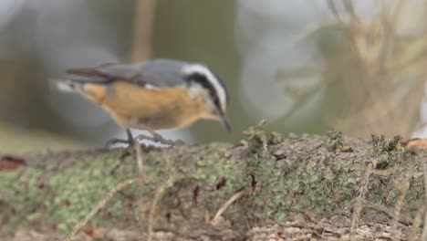 video en cámara lenta de un nuthatch de pecho rojo hambriento picoteando la corteza de un abeto y comiendo un insecto escondido antes de volar lejos