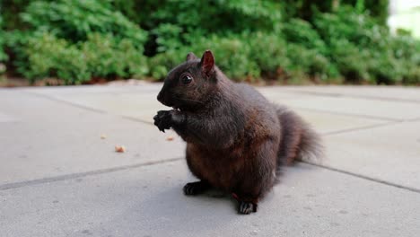 cute black squirrel eating nuts in the backyard