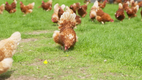 Free-Range-Chicken-Feeding-on-the-Grass:-Sustainable-Poultry-Farming