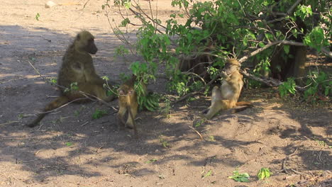 two young chamca baboons play with a small infant in the troop