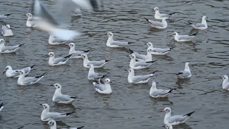 Gaviotas-Esperando-Que-Les-Arrojen-Comida-En-El-Centro-Recreativo-Bang-Pu,-Samut-Prakan,-Tailandia