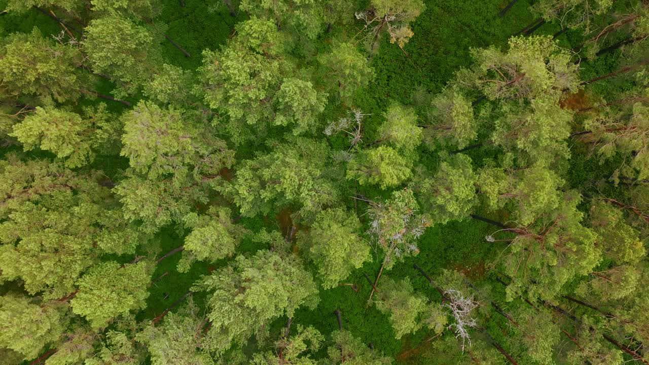 Drone reveals endless pine canopy with glimpse of Baltic coast beyond