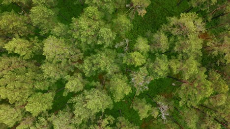 drone reveals endless pine canopy with glimpse of baltic coast beyond