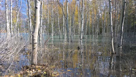 Reflection-Of-Birch-Trees-In-Lake