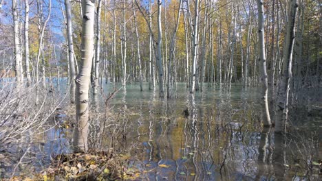 reflejo de abedules en el lago