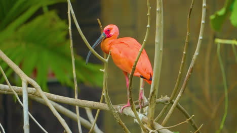 Hermoso-Y-Vibrante-Pájaro-Ibis-Escarlata-Parado-En-Un-árbol