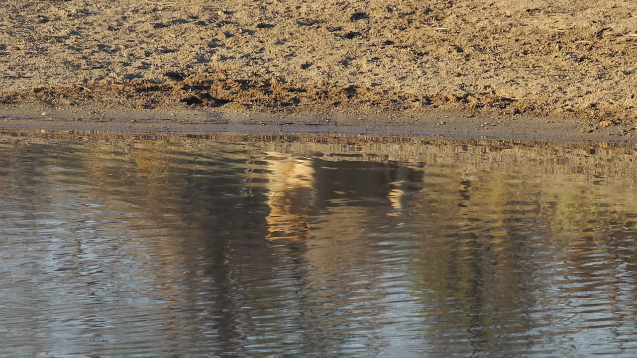 Unseen reclined lion is reflected in water near shore of Djuma pond