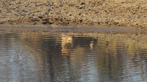unseen reclined lion is reflected in water near shore of djuma pond