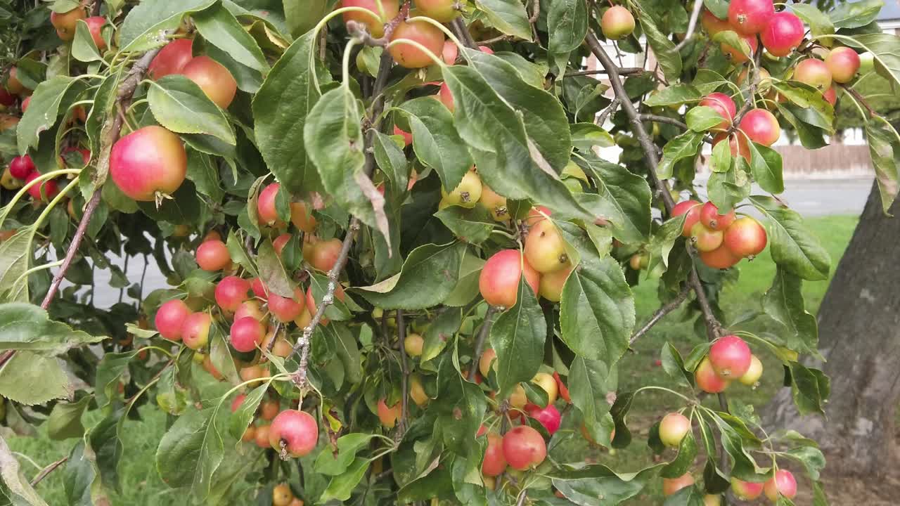 Mele selvatiche mature, rosse e rosee, pronte per la raccolta, che si muovono nella brezza in una fresca giornata autunnale.
