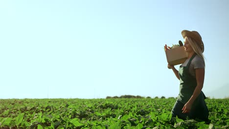 Joven-Agricultora-Rubia-De-Buen-Aspecto-En-El-Sombrero-Caminando-Por-El-Campo-Verde-Y-Llevando-Una-Caja-Con-Verduras-De-Cosecha