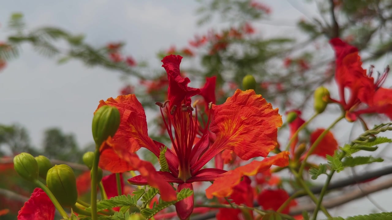 Primo piano di un vivace fiore di Delonix regia con boccioli verdi circostanti e fogliame delicato che mostra la bellezza floreale tropicale alla luce naturale del giorno!