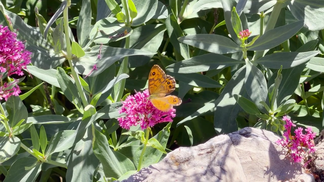 Farfalla arancione si nutre di fiori di valeriana rosa in un giardino soleggiato con un muro di pietra.