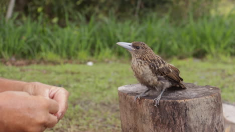 Man-Helps-Wild-Butcherbird-to-Swallow-Banana,-Perches-on-Log-HANDHELD