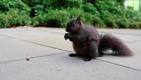 Süßes-Schwarzes-Eichhörnchen,-Das-Nüsse-Im-Hinterhof-Isst