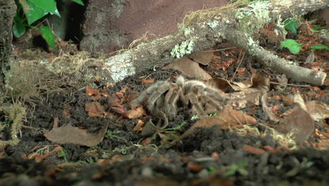 front close up view of walking tarantula