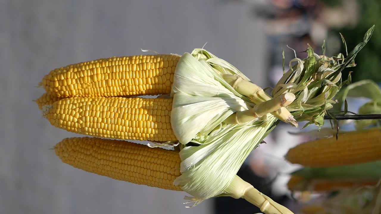 maíz fresco en la mazorca