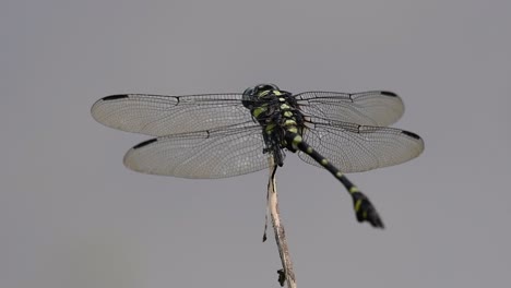 la libélula de cola de brida común se ve comúnmente en tailandia y asia