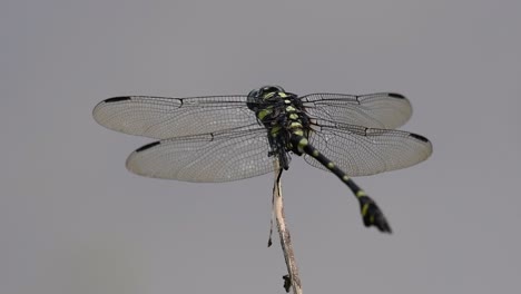 the common flangetail dragonfly is commonly seen in thailand and asia