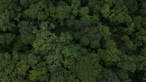 Vista-Aérea-Lejana-De-Una-Densa-Selva-Tropical,-Montañas-De-Vegetación-Y-Nubes-Brumosas,-Vistas-Reales-De-Munnar,-Kerala,-India.