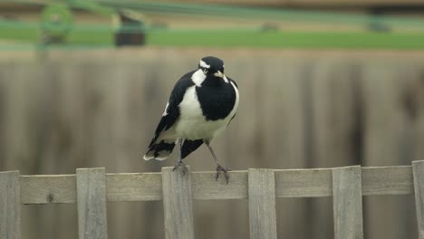 male mudlark magpie-lark bird perched on fence trellis australia gippsland maffra victoria daytime