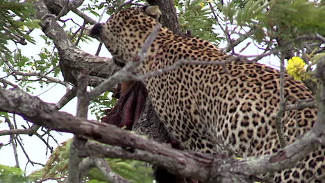 dichtbij zicht op vrouwelijke luipaard die op boomtakken klimt rond een karkas in het grotere kruger national park in zuid-afrika