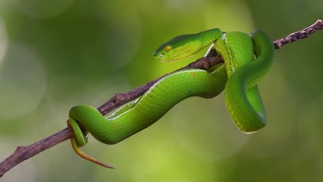 la víbora de labios blancos es una víbora venenosa endémica del sudeste asiático y a menudo se encuentra durante la noche esperando en una rama o rama de un árbol cerca de un cuerpo de agua con muchos alimentos