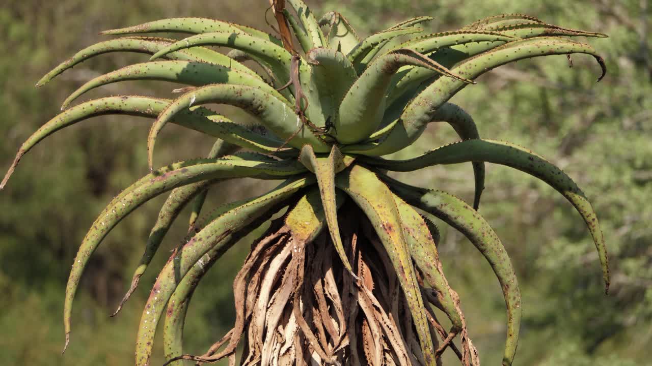 시골 아프리카에 있는 키 크고 울퉁불퉁한 산 알로에 식물의 줄기를 위로 기울이십시오