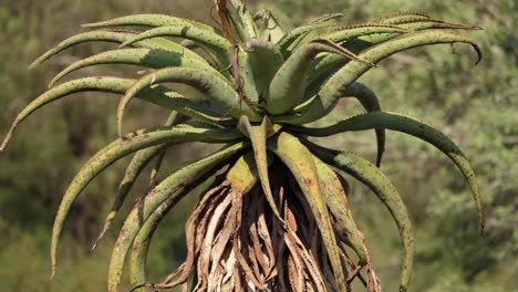 tilt up stalk of tall, rugged mountain aloe plant in rural africa