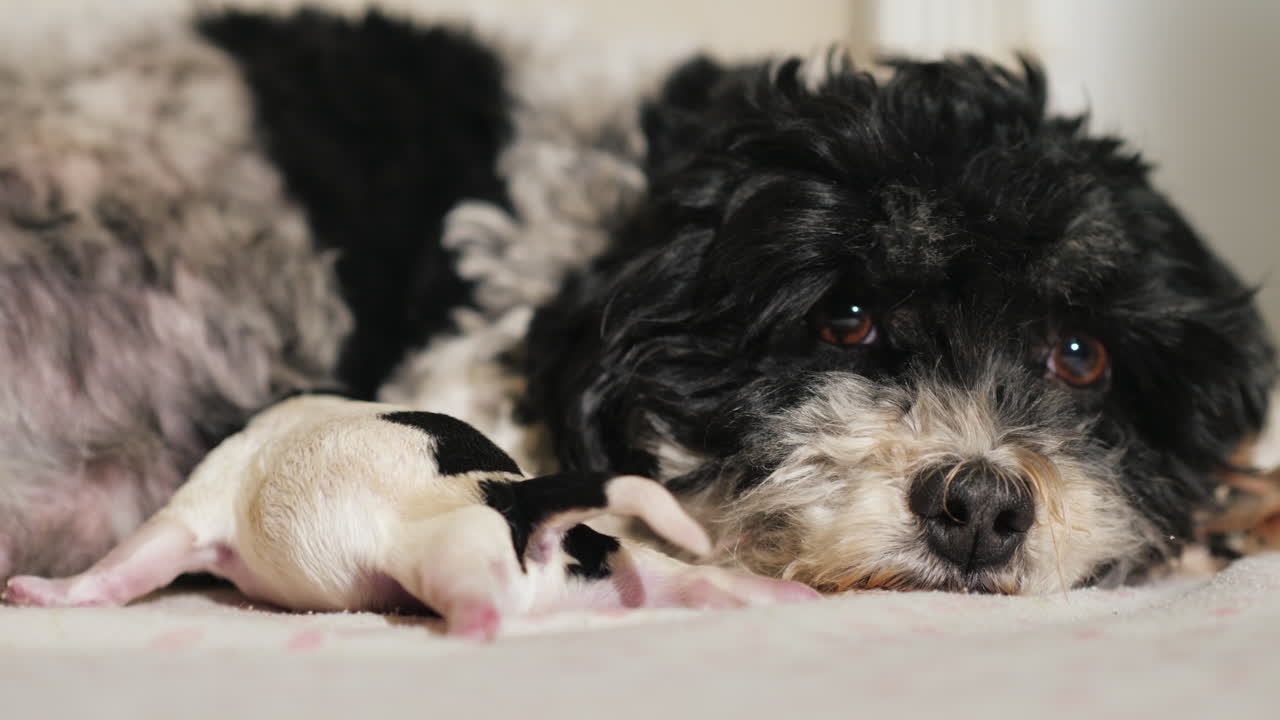 갓 태어난 강아지와 함께 출산한 강아지 14